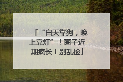 “白天靠狗，晚上靠灯”！菌子近期疯长！别乱捡