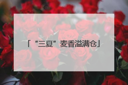 “三夏”麦香溢满仓