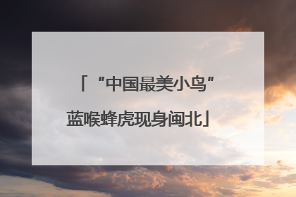 “中国最美小鸟”蓝喉蜂虎现身闽北