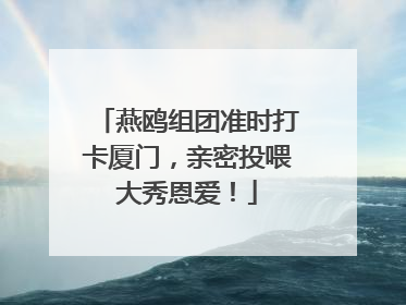 燕鸥组团准时打卡厦门，亲密投喂大秀恩爱！
