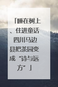 睡在树上、住进童话 四川马边县把茶园变成“诗与远方”