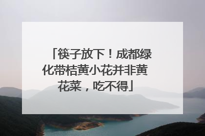筷子放下！成都绿化带桔黄小花并非黄花菜，吃不得