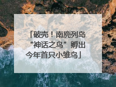 破壳！南麂列岛“神话之鸟”孵出今年首只小雏鸟