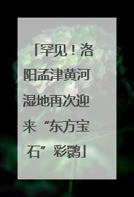 罕见！洛阳孟津黄河湿地再次迎来“东方宝石”彩鹮