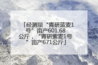 经测量“青研蓝麦1号”亩产601.68公斤，“青研紫麦1号”亩产671公斤