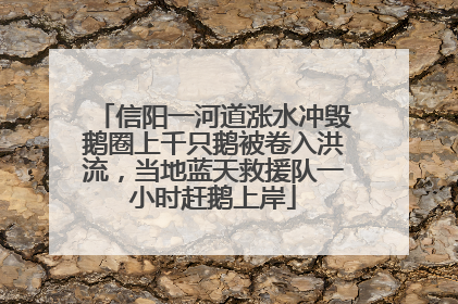 信阳一河道涨水冲毁鹅圈上千只鹅被卷入洪流，当地蓝天救援队一小时赶鹅上岸
