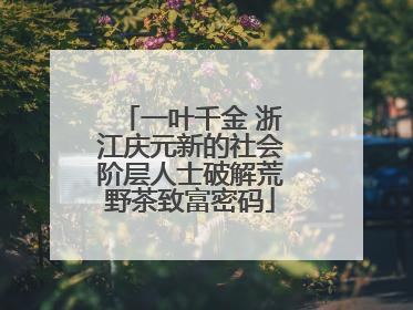 一叶千金 浙江庆元新的社会阶层人士破解荒野茶致富密码