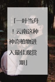 一叶当舟！云南这种神奇植物进入最佳观赏期