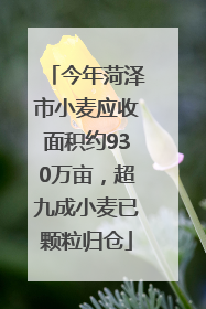 今年菏泽市小麦应收面积约930万亩，超九成小麦已颗粒归仓