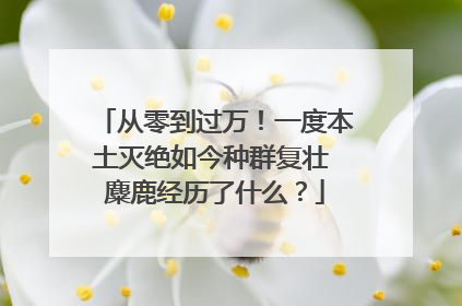 从零到过万！一度本土灭绝如今种群复壮 麋鹿经历了什么？