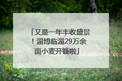 又是一年丰收盛景！淄博临淄29万余亩小麦开镰啦