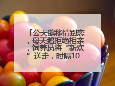 公天鹅移情别恋，母天鹅拒绝相亲，饲养员将“新欢”送走，时隔10天原配重逢
