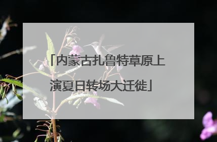 内蒙古扎鲁特草原上演夏日转场大迁徙