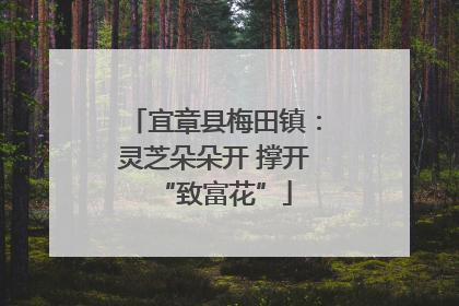 宜章县梅田镇：灵芝朵朵开 撑开“致富花”