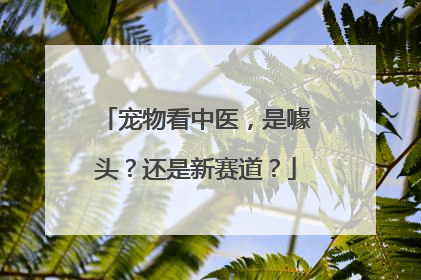 宠物看中医，是噱头？还是新赛道？