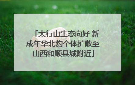 太行山生态向好 新成年华北豹个体扩散至山西和顺县城附近