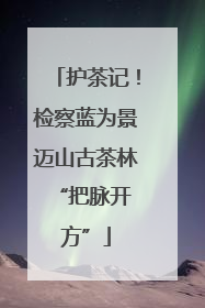 护茶记！检察蓝为景迈山古茶林 “把脉开方”