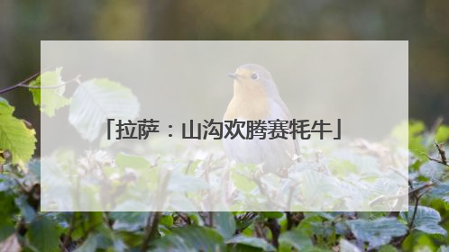 拉萨：山沟欢腾赛牦牛