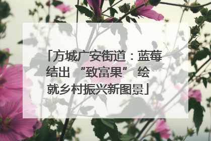 方城广安街道：蓝莓结出 “致富果” 绘就乡村振兴新图景