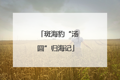 斑海豹“汤圆”归海记