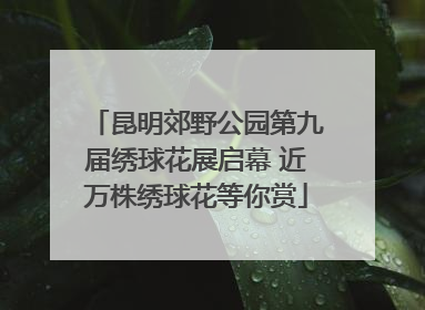 昆明郊野公园第九届绣球花展启幕 近万株绣球花等你赏