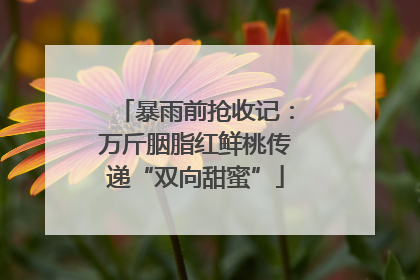 暴雨前抢收记：万斤胭脂红鲜桃传递“双向甜蜜”