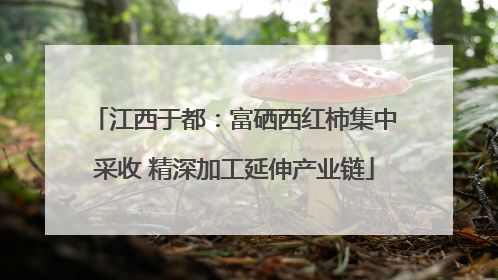 江西于都：富硒西红柿集中采收 精深加工延伸产业链