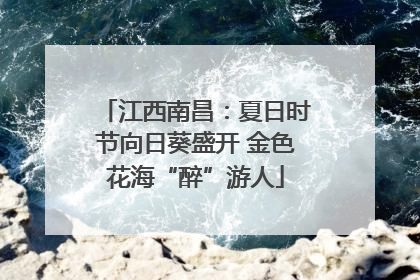 江西南昌：夏日时节向日葵盛开 金色花海“醉”游人