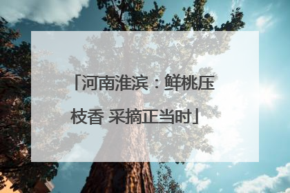 河南淮滨：鲜桃压枝香 采摘正当时