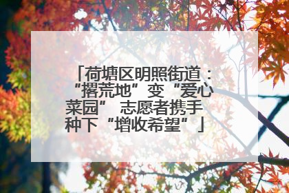 荷塘区明照街道：“撂荒地”变“爱心菜园” 志愿者携手种下“增收希望”