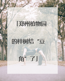 郑州植物园的梓树结“豆角”了