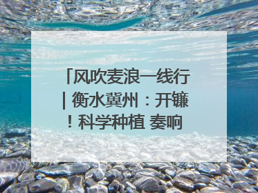 风吹麦浪一线行｜衡水冀州：开镰！科学种植 奏响丰收序曲