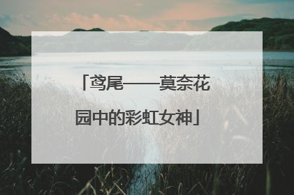 鸢尾——莫奈花园中的彩虹女神