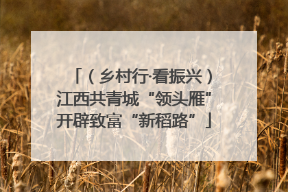 （乡村行·看振兴）江西共青城“领头雁”开辟致富“新稻路”